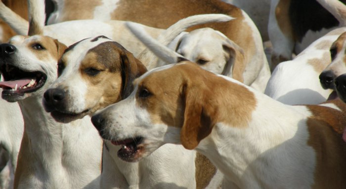 Visualizza la notizia: Servizio cura e custodia cani randagi.