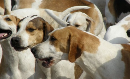 Visualizza la notizia: Contributo Sterilizzazione Cani.